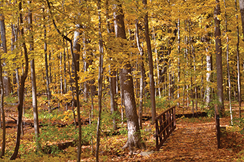 Wooden bridge through a forest. Link to Donor-Advised Funds Wooden bridge through a forest. Link to Donor-Advised Funds