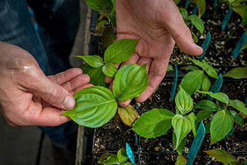 Holding leaves. Link to Beneficiary Designations Holding leaves. Link to Beneficiary Designations