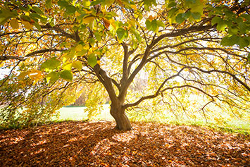 View from under a tree. Link to Tangible Personal Property View from under a tree. Link to Tangible Personal Property