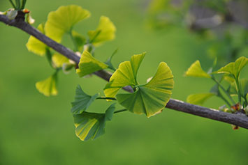 Closeup of a plant. Link to Gifts from Retirement Plans Closeup of a plant. Link to Gifts from Retirement Plans