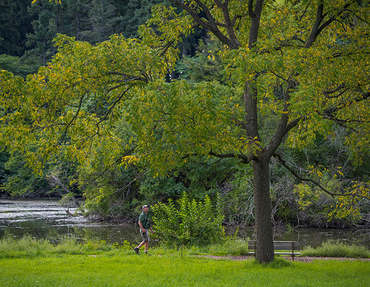 Member looking at an acorn on an oak tree
